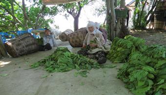 Tütün Alımı Başladı 240 Milyon TL Gelir Bekleniyor