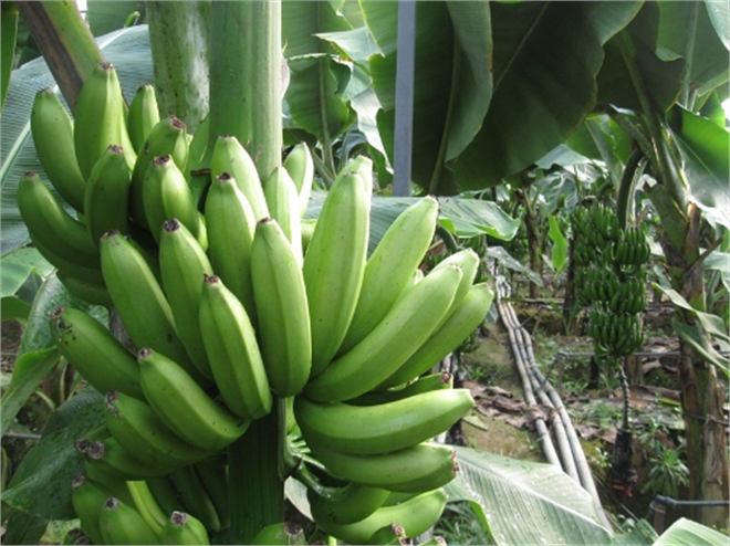 Limon Diyarından Muz Diyarına