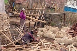 Koyunlar Yağmurdan Telef Oldu