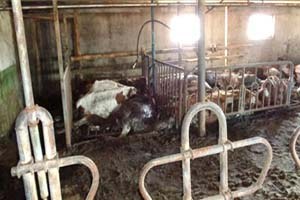 Norveç te Aç Bırakılan Büyükbaş Hayvanlar Telef Oldu