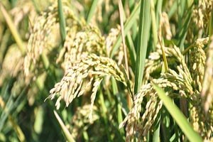 Mısırdan Sonra Çeltik Üretiminde de Rekor