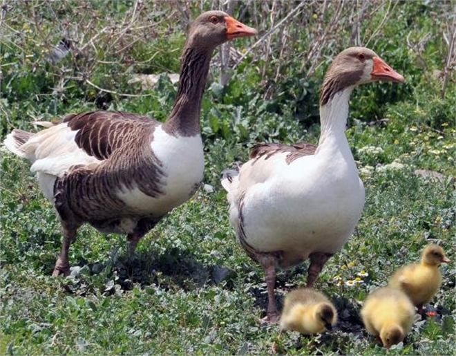 Yozgat Kaz ına Araştırma