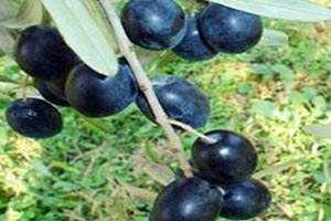 Zeytin Atığı Toprağa Can Veriyor