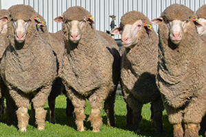 Ölüm İthalatı Başlıyor