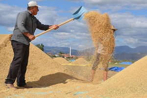 Çeltik Üreticisi Fiyatlardan Memnun