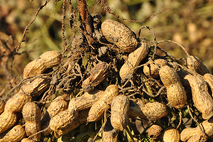 Aflatoksin Tarih Oluyor