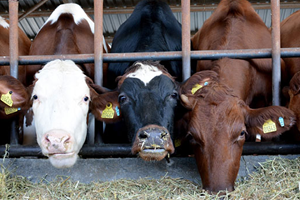 Aksaray a İsveç İneği