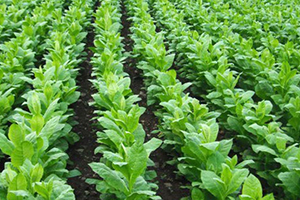 Tohumundan Biyodizel Gövdesinden Briket Yakacak