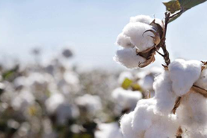 Pamukta Verim Düşüklüğünün Sebebi Nitratlı Gübre Mi