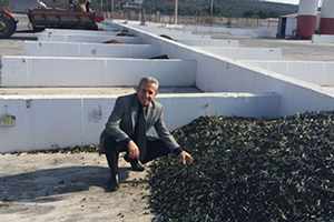 Tariş Zeytin Rekolte Beyannamelerinde Son Başvuru 1 Kasım