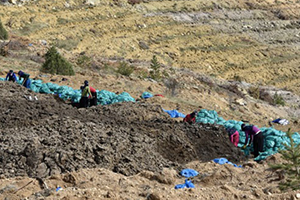 Köylüler Şokta Gümüşhane de Yıllarca Yanlış Tür Ceviz Dikilmiş