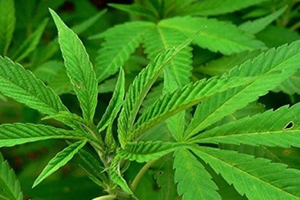 Türkiye de 19 İlde Kenevir Yasallaştı