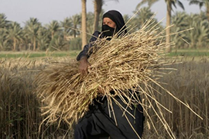 Buğday Üretimi IŞİD E Kadar Gitti