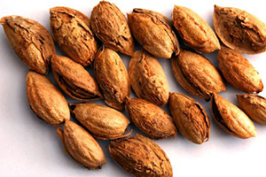 Fransız Bademine Elazığ dan Rakip Geliyor