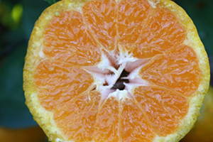 Rusya ya İlk Tır Yola Çıktı