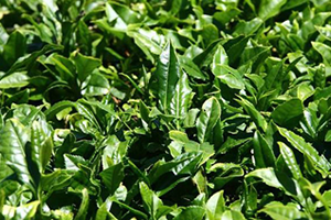 Türk çay sektörü kendi kendine yetiyor