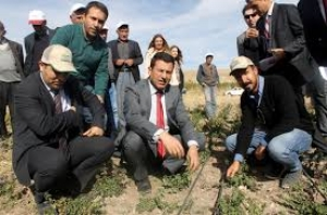 Nane Van a Uyum Sağladı