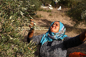 Atıl Arazilerde Zeytin Bereketi