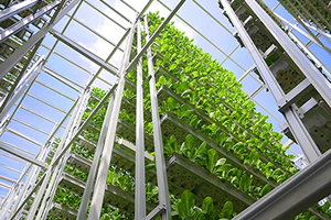 Dikey Tarım Dünyanın Geleceği İçin Ne Kadar Önemli