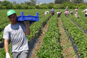 Tarımda İstihdam 150 Bin Kişi Arttı