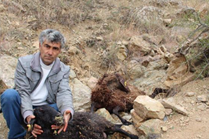 Aç Sokak Köpekleri 7 Koyunu Yedi