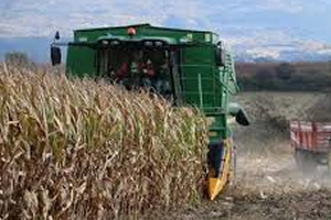 Dane Mısır Patatese Alternatif Olma Yolunda