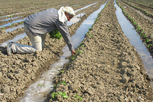 Tarım Havzalarında Desteklenecek Ürünler Belirlendi