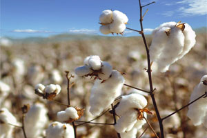 Ege Pamuğuna Teşvik İthalatı Durdurur