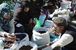 Kestane Bolluğu Satıcıları Sevindirirken Tüketici Fiyatlardan Şikayetçi