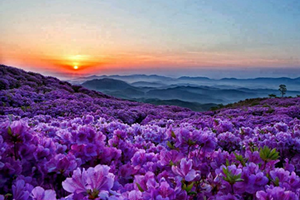 Altın Değerinde Safran