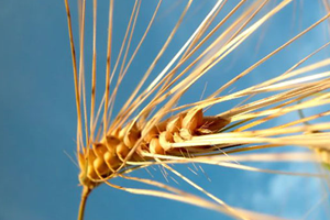 Akdeniz in Hububat İhracatında Zirve Irak ın