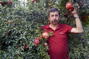 Finikeli Üretici Narı Maliyetine Satıyor