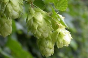 Şerbetçi Otu Bir Hayli Popüler