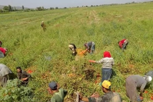 Tarımda İşçi Açığını Suriyeliler Kapatıyor