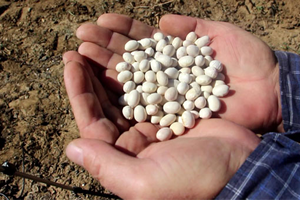 Köse fasülyesi İspir Fasülyesi ne Rakip