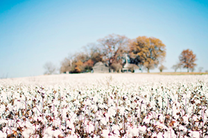 Pamuk Üreticisinin Nitratsız Verim Sevinci