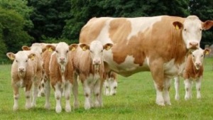 Damızlık Düve Üretim Merkezi