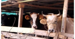 Bulgaristan da Otlarken 4 Sığır Sınırı Geçti