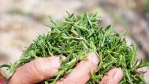 Kahramanmaraş ın Kekiği Şifa Kaynağı Çıktı