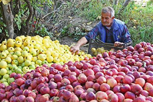 Elmada Sorun Bitmiyor