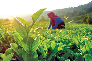 2017 de Havza Bazlı Üretim Modeli Geliyor