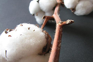 Iğdır Tekstil Kenti Olacak