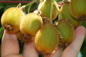 Kivi Üreticilerine Hasat İçin Sabırlı Olun Uyarısı