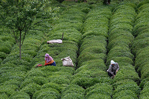 Çay Bedelleri Ödeniyor