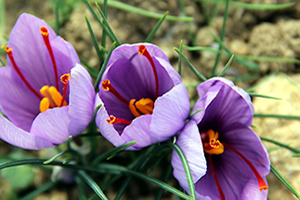 Gramı 25 Lira Olan Safran Üretimine Teşvik