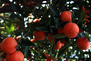 Mandalinada Fiyat Sorununa Kurutulmuş Çözüm