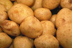 Milli Patates Tohumlarında Yüksek ve Kaliteli Verim