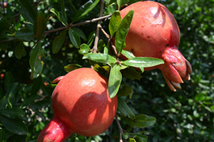 Narın Pazar Sorunu Organik Üretimle Aşılacak