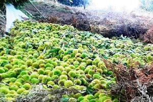 İtalya ya Kestane Ödemiş ten Gitti