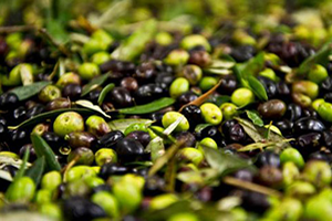 Zeytin En Çok Irak ve Almanya ya Satıldı